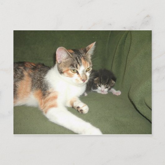 アぶら下がったウト ポストカード (正面)