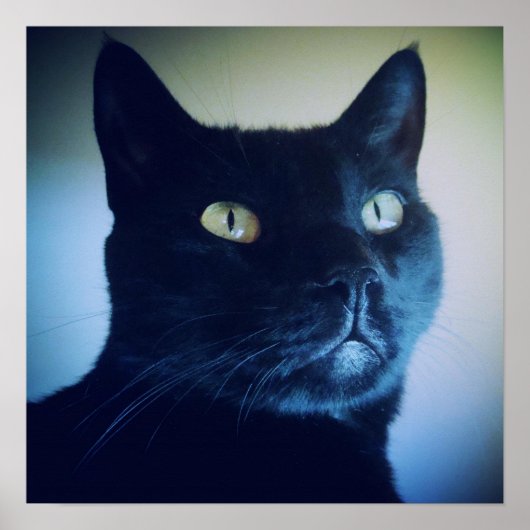 アイアムキャットプリント ポスター (正面)