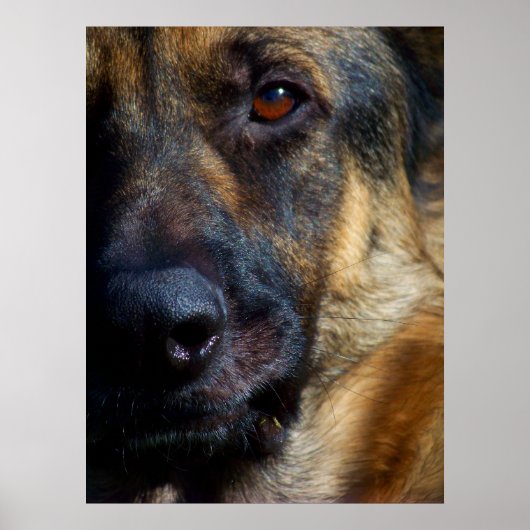 アイオブザシェパードファインアートプリント ポスター (正面)