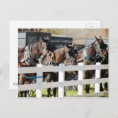 アイオワ州カロナのアミッシュな馬の列 ポストカード (正面/裏面)