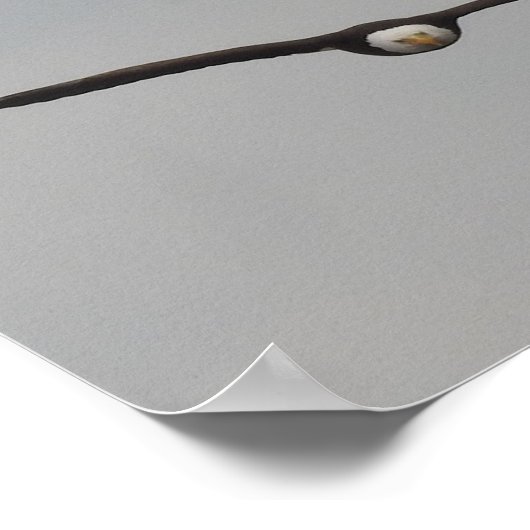 アイオワ州ダブケで撮影したワシの写真 ポスター (角)