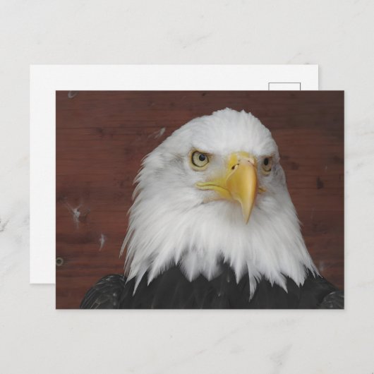 アイオワ州ダブケで撮影したワシの写真 ポストカード (正面/裏面)