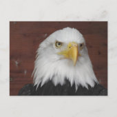 アイオワ州ダブケで撮影したワシの写真 ポストカード (正面)