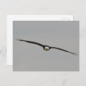 アイオワ州ダブケで撮影したワシの写真 ポストカード (正面/裏面)