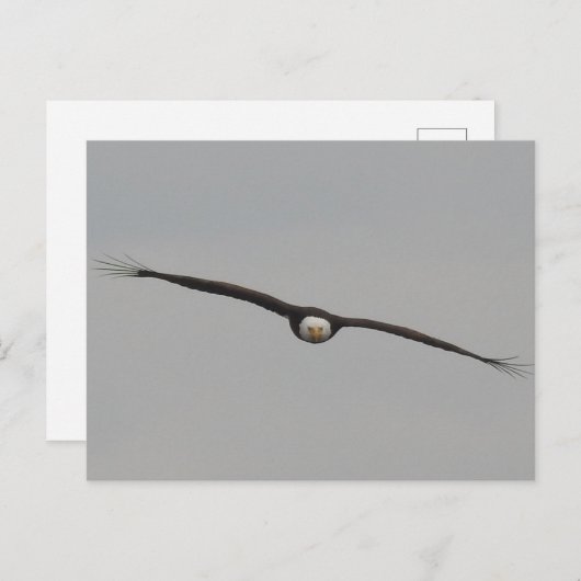 アイオワ州ダブケで撮影したワシの写真 ポストカード (正面/裏面)