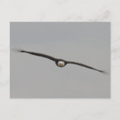 アイオワ州ダブケで撮影したワシの写真 ポストカード (正面)