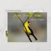アイオワ州バードアメリカンゴールドフィンチ ポストカード (正面/裏面)