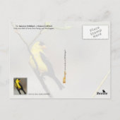 アイオワ州バードアメリカンゴールドフィンチ ポストカード (裏面)