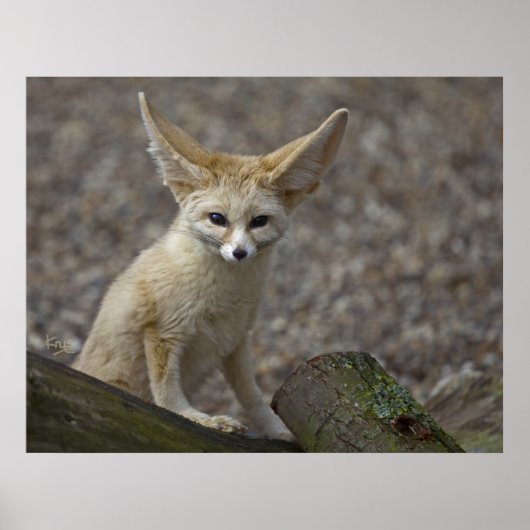 アイオールイヤーズプリント ポスター (正面)