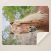 アイギディエンベルガー 馬頭 ヘア 馬種 アイスランドの 馬とパソフィーノ シェルパブランケット (正面(横))