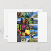 アイコニックなニュージーランドキウィアナの自然シーン ポストカード (正面/裏面)