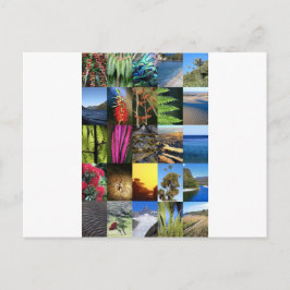 アイコニックなニュージーランドキウィアナの自然シーン ポストカード