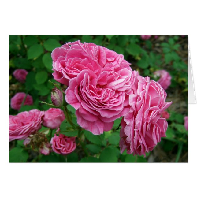 アイザック・ペレワール夫人 (正面横)