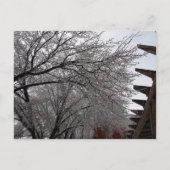 アイシーデルマーループ ポストカード (正面)