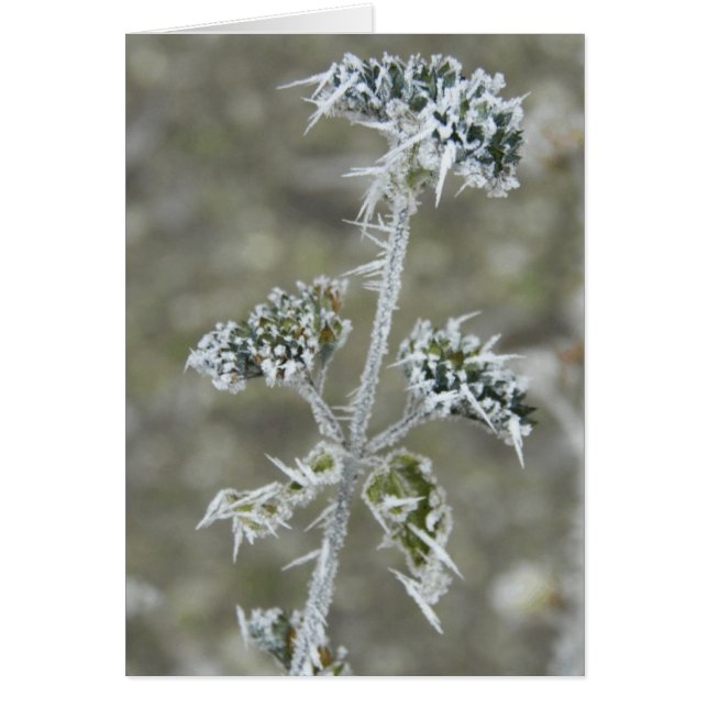 アイシーポッド (正面)