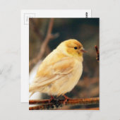 アイシー春 ポストカード (正面/裏面)