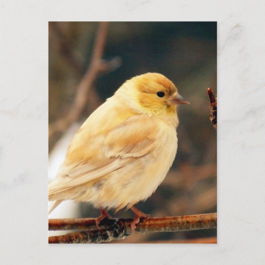 アイシー春 ポストカード (正面)