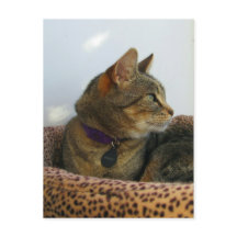 アイジングインジゴ