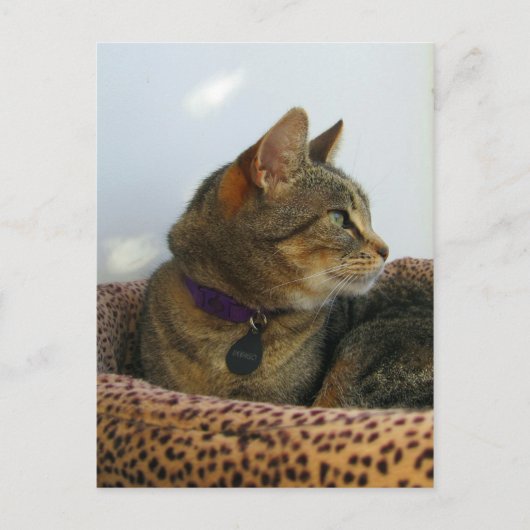 アイジングインジゴ ポストカード (正面)