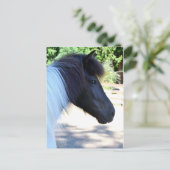 アイスかわいらし絵を描ランド馬はがき ポストカード (スタンド正面)