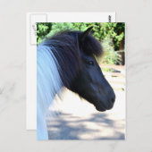 アイスかわいらし絵を描ランド馬はがき ポストカード (正面/裏面)