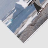 アイスアーチの前のペンギン 薄葉紙 (詳細)