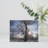 アイスストーム後のビリアオーク ポストカード (スタンド正面)