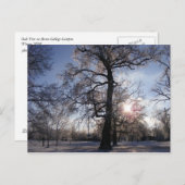 アイスストーム後のビリアオーク ポストカード (正面/裏面)