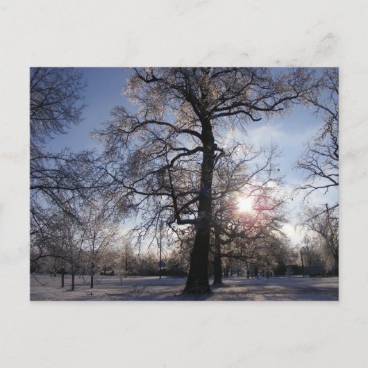 アイスストーム後のビリアオーク ポストカード (正面)