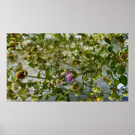 アイスティスル&クローバー ポスター (正面)