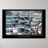 アイスドルフィンズ ポスター (正面)