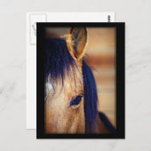 アイスパイ – はがき (正面/裏面)