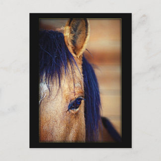 アイスパイ – はがき