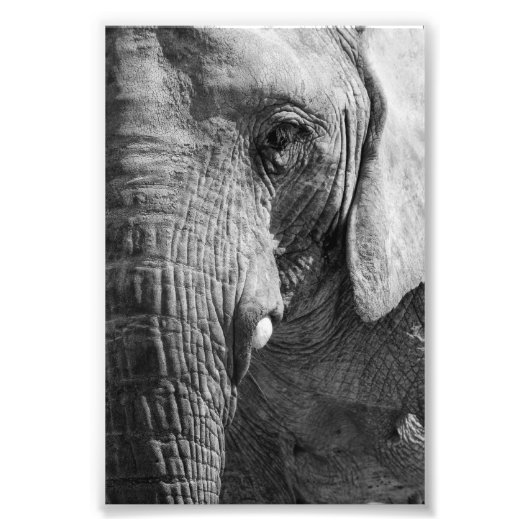 アイスパイ フォトプリント            (正面)