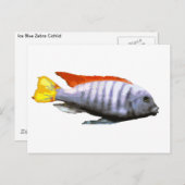 アイスブルーゼブラシクリッド ポストカード (正面/裏面)