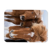 アイスランドのアイスランドウズル マグネット (横)