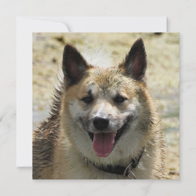 アイスランドのシェプドッグ2014年～0807年 (正面)