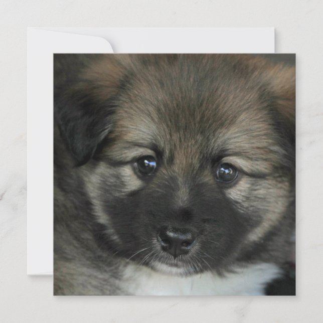 アイスランドのシェプドッグ2014-0808 (正面)