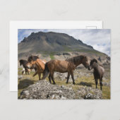 アイスランドのホファンの近くの馬の群れ ポストカード (正面/裏面)