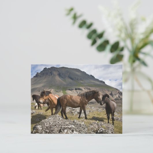 アイスランドのホファンの近くの馬の群れ ポストカード (スタンド正面)