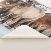 アイスランドのホfn近くの冬にアイスランドの馬 シェルパブランケット (3/4)