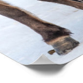 アイスランドのホfn近くの冬にアイスランドの馬 ポスター (角)