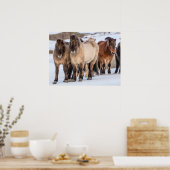 アイスランドのホfn近くの冬にアイスランドの馬 ポスター (キッチン)