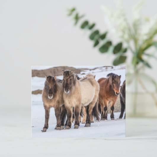 アイスランドのホfn近くの冬にアイスランドの馬 ポストカード (スタンド正面)