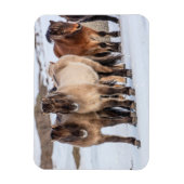 アイスランドのホfn近くの冬にアイスランドの馬 マグネット (縦)