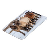 アイスランドのホfn近くの冬にアイスランドの馬 マグネット (左側)