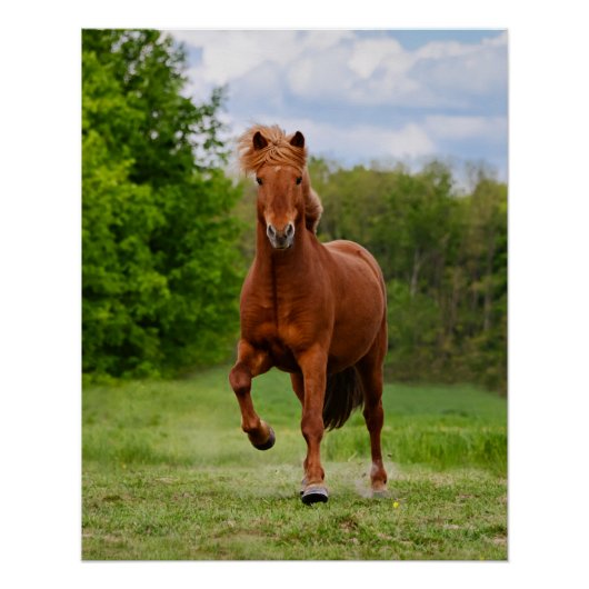 アイスランドのポニーおもしろいアットアトルト写真馬好き ポスター (正面)