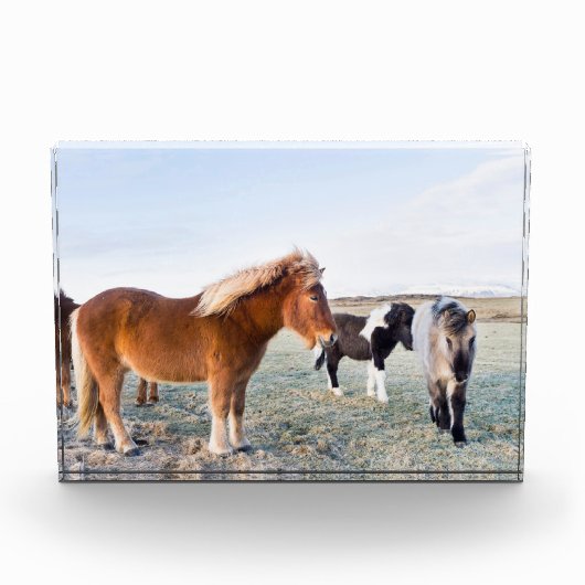 アイスランドの冬のアイスランドの馬 フォトブロック (正面)