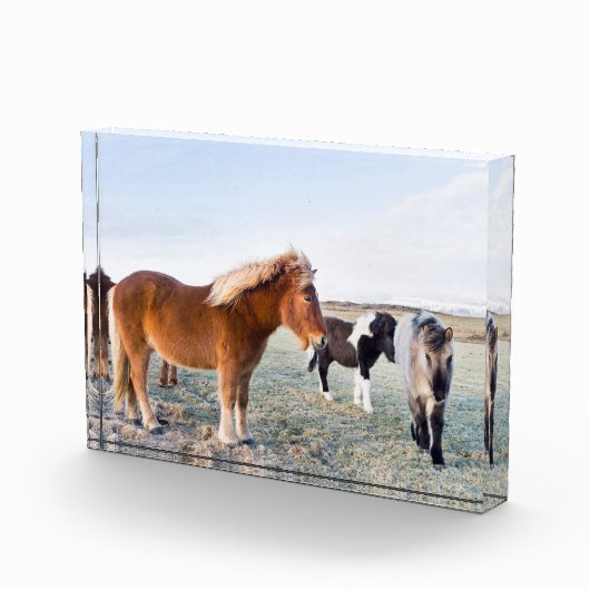 アイスランドの冬のアイスランドの馬 フォトブロック (右)