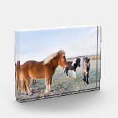 アイスランドの冬のアイスランドの馬 フォトブロック (左)